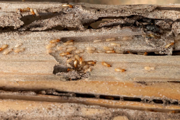 Best Local Pest Control Services  in Picnic Point, WA